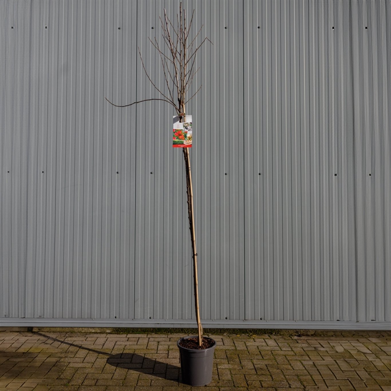 Malus d. 'Elstar' - C12 250-275 CM Hoogstam